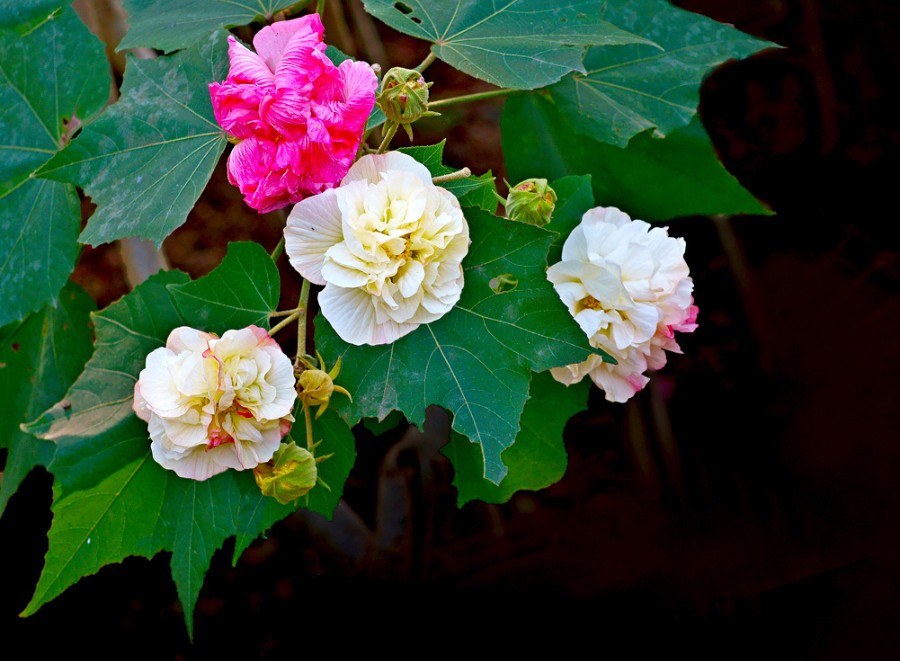 d90130533b3f1e95cabd768114e20d27_1553137774-jiTUxLmfhN.jpg d90130533b3f1e95cabd768114e20d27_1553137774-jiTUxLmfhN.jpg