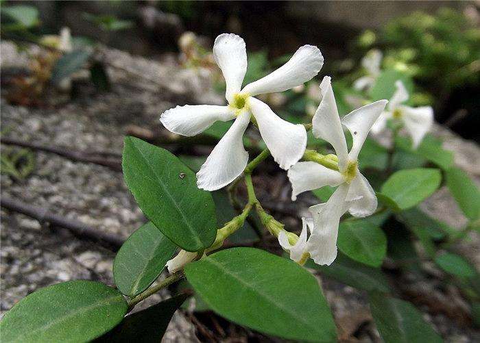 絡(luò)石.jpg 絡(luò)石.jpg