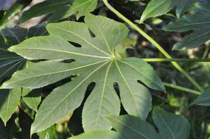 八角金盤.jpg 八角金盤.jpg