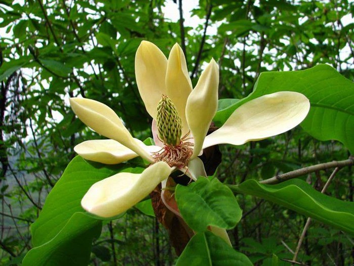 o4YBAFmdR2WASnSeAAT1viR_VSc39.jpeg o4YBAFmdR2WASnSeAAT1viR_VSc39.jpeg