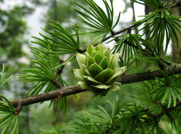 43-1205010i137.jpg 43-1205010i137.jpg