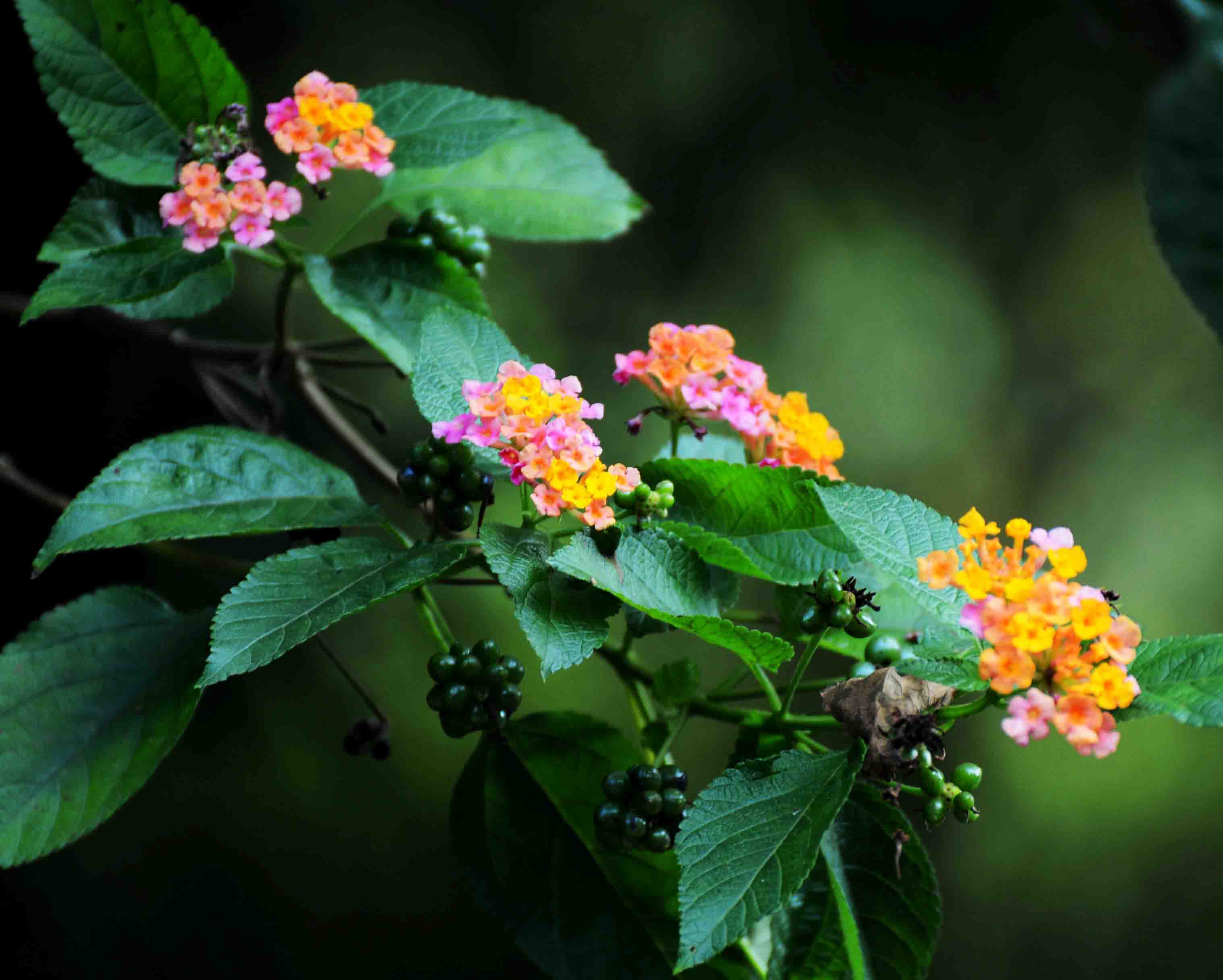 五色??.jpg 五色??.jpg