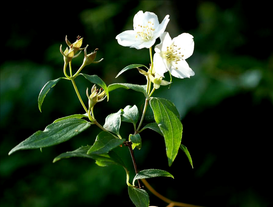 060828381f30e92401ddcbc34c086e061c95f7c3.jpg 060828381f30e92401ddcbc34c086e061c95f7c3.jpg