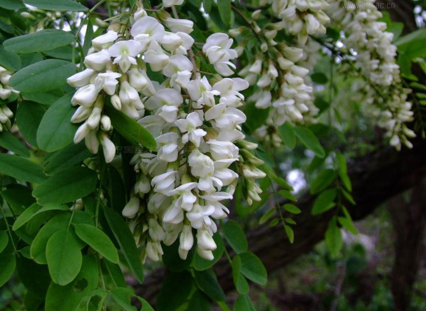 3bf33a87e950352ab85bce595043fbf2b2118bad.jpg 3bf33a87e950352ab85bce595043fbf2b2118bad.jpg