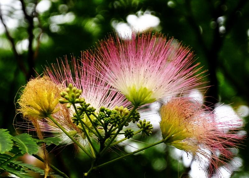 合歡.jpg 合歡.jpg