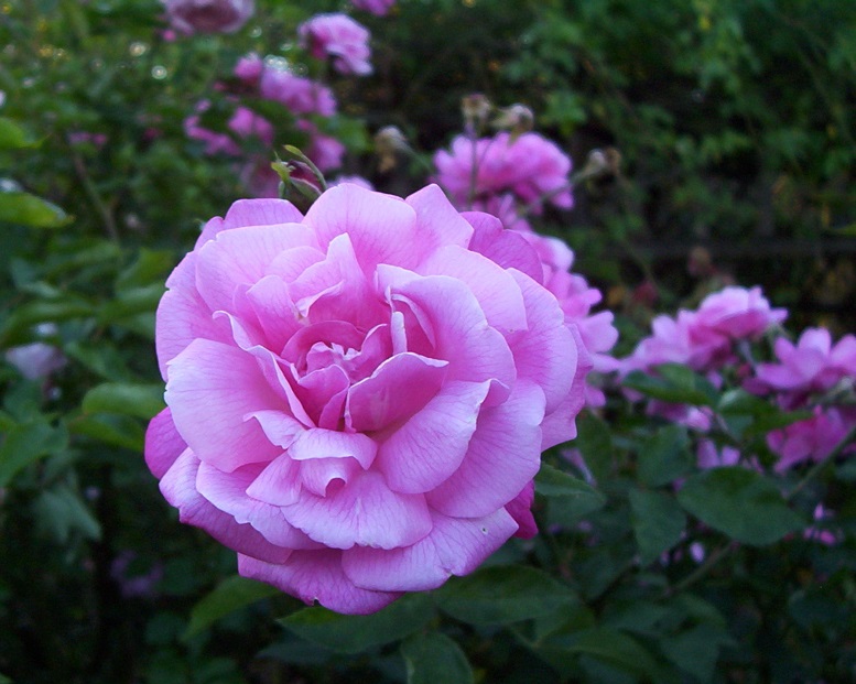 562c11dfa9ec8a1368f87f0bf503918fa1ecc07e.jpg 562c11dfa9ec8a1368f87f0bf503918fa1ecc07e.jpg