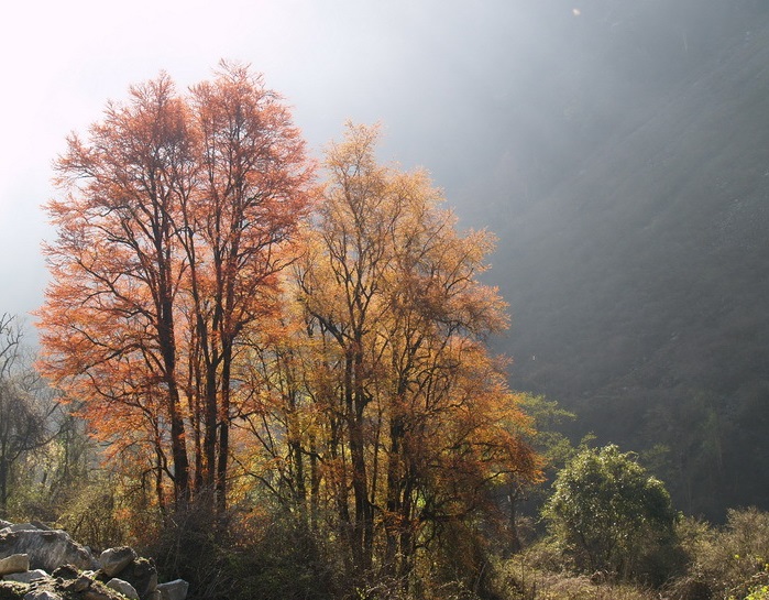 連香??1.jpg 連香??1.jpg