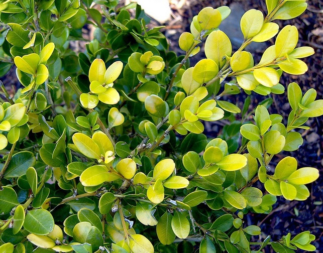 黃楊.jpg 黃楊.jpg