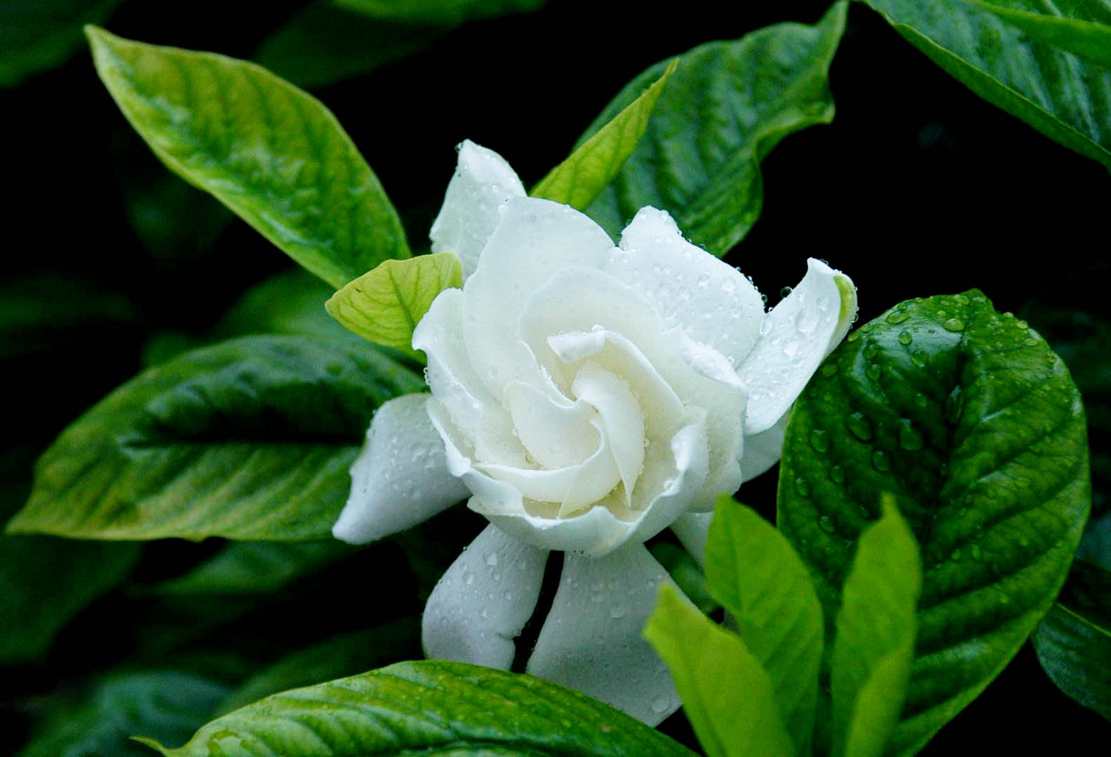 梔子花1.jpg 梔子花1.jpg