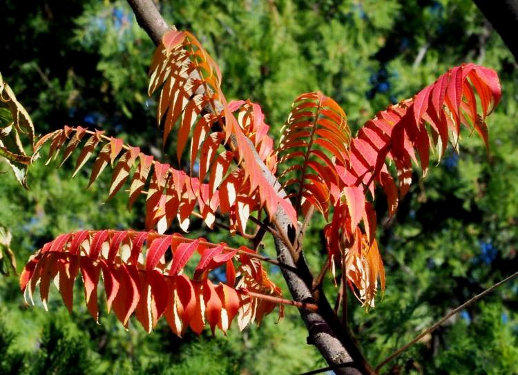 火炬??1.jpg 火炬??1.jpg