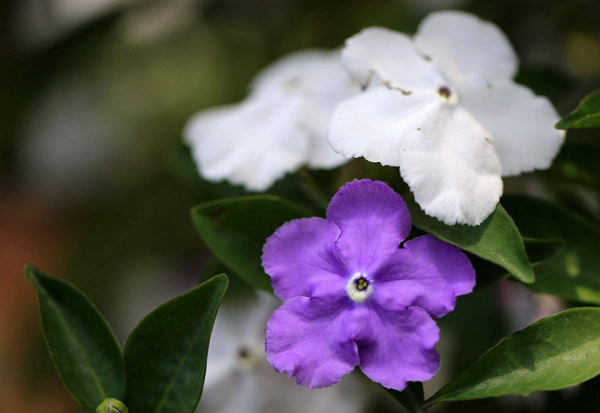 鴛鴦茉莉111.jpg 鴛鴦茉莉111.jpg