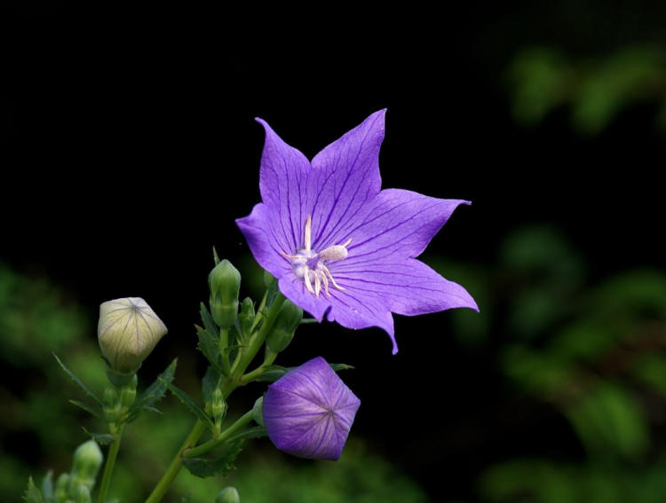 桔梗11.jpg 桔梗11.jpg