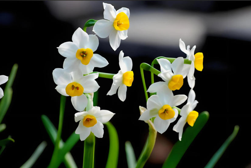 水仙11.jpg 水仙11.jpg